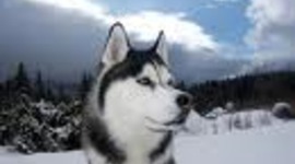 Timeline: Scoot and Amundsen's Race to the South Pole by George & Conal