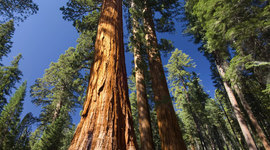 Timeline: Redwood National Park Timeline