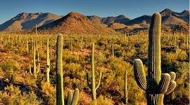Timeline: Saguaro National Park Timeline