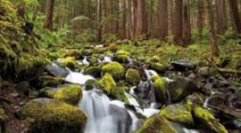 Timeline: Olympic National Park Timeline