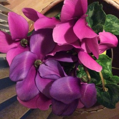 Timeline: MarthaAlejandraMorales