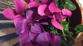 Timeline: MarthaAlejandraMorales