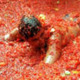 Tomatina