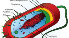Timeline: Evoluzione cellulare