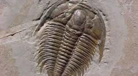 Timeline: Precámbrico