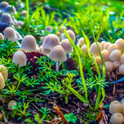 Timeline: HISTORIA DE LA BIOLOGIA