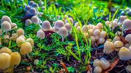 Timeline: HISTORIA DE LA BIOLOGIA