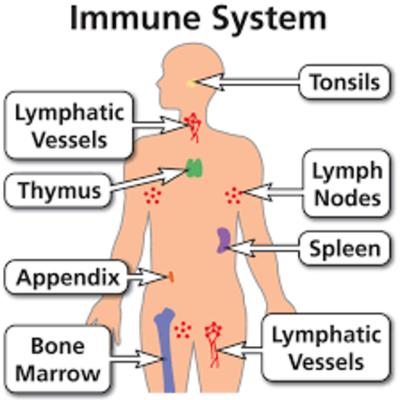 Timeline: The Immune System Process--Bailey Wiggins