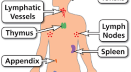 Timeline: The Immune System Process--Bailey Wiggins