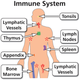 Immune system