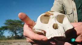 Timeline: EN BUSCA DEL PRIMER EUROPEO