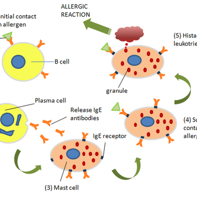 Timeline: Immune System Timeline