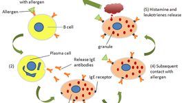 Timeline: Immune System Timeline