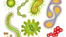 Timeline: Autores de la historia de la Biologia