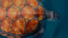 Timeline: Luz Divina, Proyecto de Vida