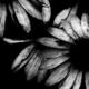 Images (5)