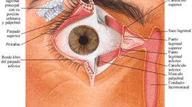 Timeline: Desarrollo embrionario del sistema visual