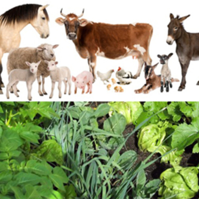 Timeline: The War Between Plants and Animals (Timeline)