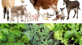 Timeline: The War Between Plants and Animals (Timeline)