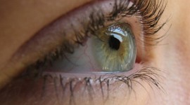 Timeline: Desarrollo embrionario del sistema visual