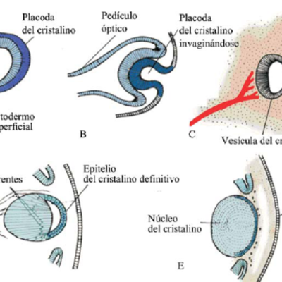 Timeline: Los principales hitos en el desarrollo del globo ocular, anexos y vía visual