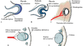 Timeline: Los principales hitos en el desarrollo del globo ocular, anexos y vía visual