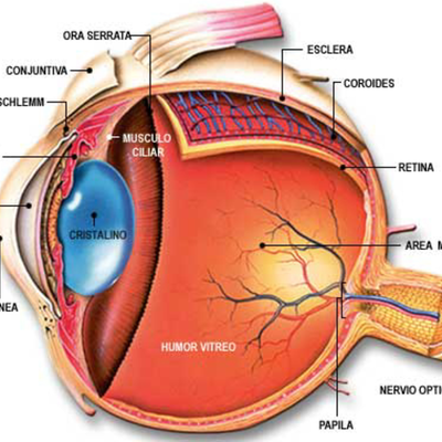Timeline: DESARROLLO EMBRIONARIO DE SISTEMA VISUAL