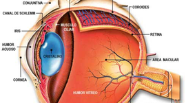 Timeline: DESARROLLO EMBRIONARIO DE SISTEMA VISUAL