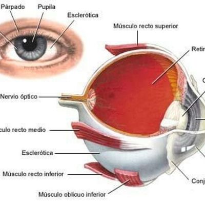 Timeline: DESARROLLO EMBRIONARIO DE LA VIA VISUAL.