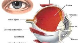 Timeline: DESARROLLO EMBRIONARIO DE LA VIA VISUAL.