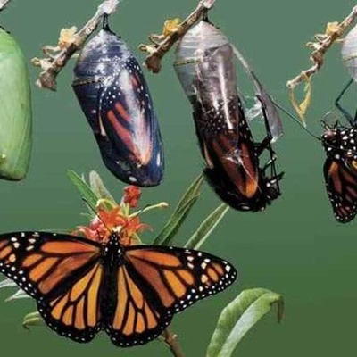 Timeline: Evolucion de la Psicología Educativa