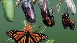 Timeline: Evolucion de la Psicología Educativa