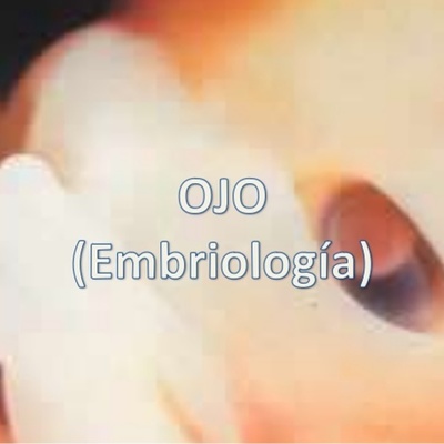 Timeline: SISTEMA VISUAL - DESARROLLO EMBRIONARIO