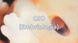 Timeline: SISTEMA VISUAL - DESARROLLO EMBRIONARIO