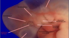 Timeline: DESARROLLO EMBRIONARIO DEL SISTEMA VISUAL