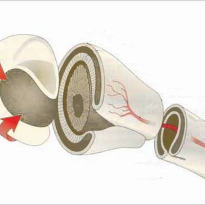 Timeline: Desarrollo embrionario del ojo