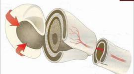 Timeline: Desarrollo embrionario del ojo