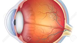 Timeline: Desarrollo embrionario del sistema visual