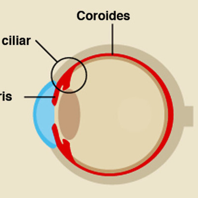 Timeline: EMBRIOLOGÍA DEL OJO.