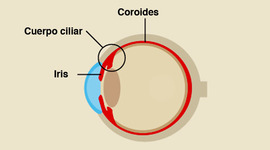 Timeline: EMBRIOLOGÍA DEL OJO.
