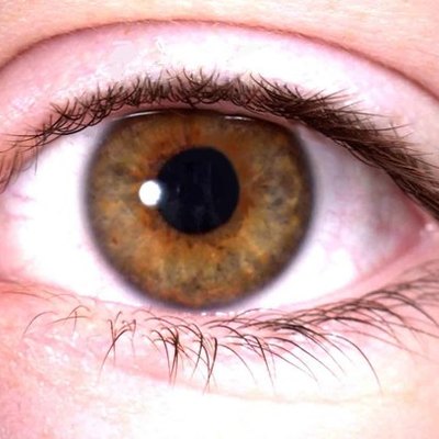 Timeline: desarrollo embrionario del sistema visual