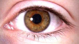 Timeline: desarrollo embrionario del sistema visual