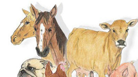 Timeline: Historia de la Medicina Veterinaria