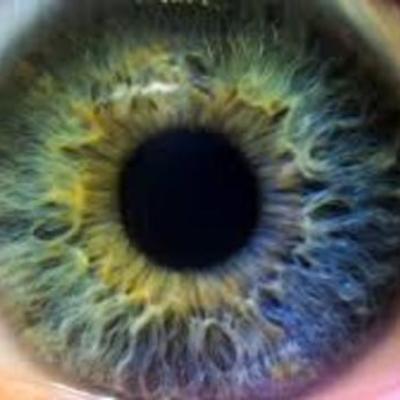 Timeline: Embriologia del ojo