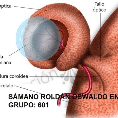 Timeline: Desarrollo embrionario del globo ocular