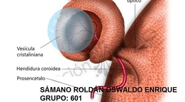 Timeline: Desarrollo embrionario del globo ocular