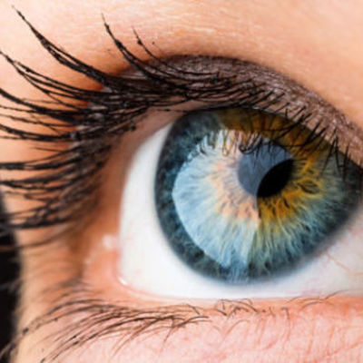 Timeline: DESARROLLO EMBRIONARIO DEL SISTEMA VISUAL