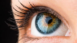 Timeline: DESARROLLO EMBRIONARIO DEL SISTEMA VISUAL