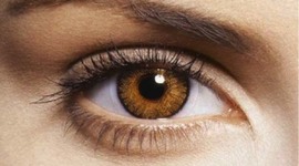 Timeline: Desarrollo embriológico del ojo