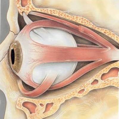 Timeline: Desarrollo embrionario del ojo